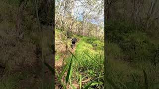 Down down #mtb #bikeshorts #downhill...