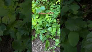 How to identify poison oak. #poisonoak...