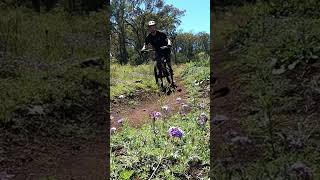 Flow #mtb #bikeshorts #downhill #asmr...