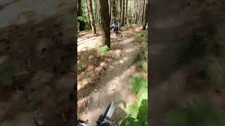 Rincine Trail Area 