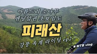 강원도 임도 / 마지막 긴 다운힐 ...