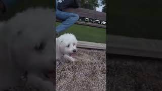 Dog loves going down slides!