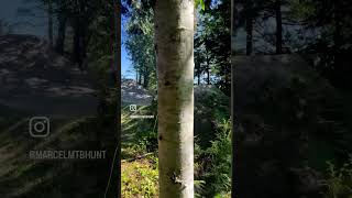 Backwoods testing session