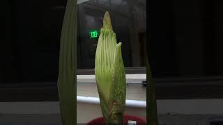3 days of Corpse Flower growth in 5 seconds!