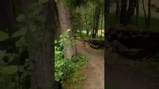 Single Track mtb. Downhill mtb. Scotland....