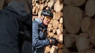 SNIFFING FRESHLY CUT PINE TREES. Cairngorms...