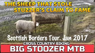 THE SHEEP that stole Stuzzer's claim to fame....