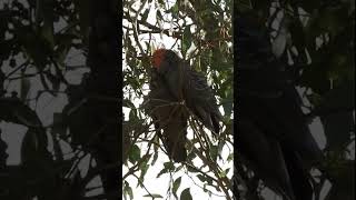 A gang of Gang Gangs in Albury NSW