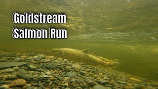 Goldstream Salmon Run