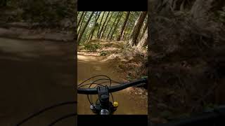 Quick rip down Phloem