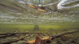 Stocking Creek