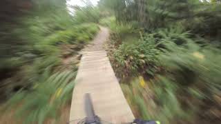 Solo Rip Down Phloem