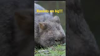 Amazing first wombat encounter