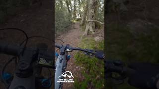 The dream - flowy virgin native forest away...