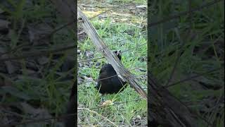 What is this magpies problem with barbed wire?...