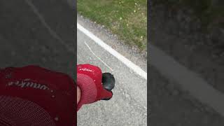Almost ran over this little guy. Decided to...