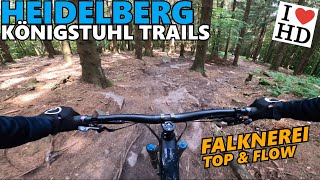 HEIDELBERG KÖNIGSTUHL Falknerei-Trails /...