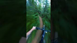 They Cut Down the Forest but the Trail Lives!!