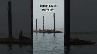 Morro Bay Kayaking #travel #morrobay #kayaking...