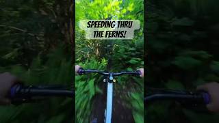 Speeding through the ferns on a beautiful day!