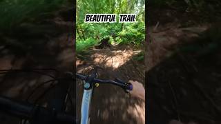 I really love all the huge ferns. #downhillmtb...