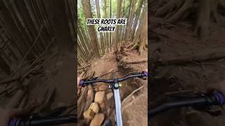 So many roots here! #downhillmtb...
