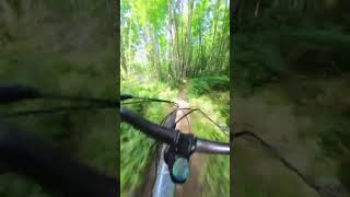 This is a beautiful section of singletrack...