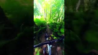Ripping thru the ferns in my backyard!...