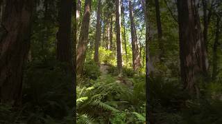 Forest Ambiance #downhillmtb #mountainbiking...