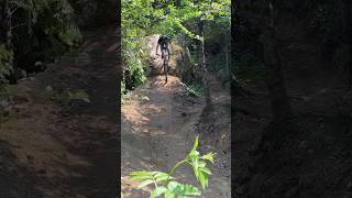 Radical Dragon  Rock Roll #galbraithmountain...