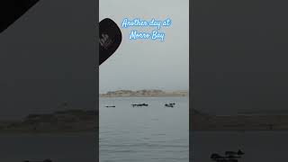 Morro Bay Kayaking #travel #morrobay #otters...