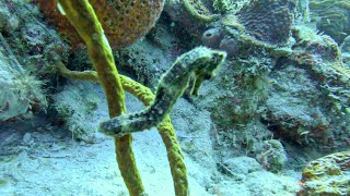 Grand Turk Scuba Diving