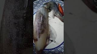 CAPTURA DE CALAMAR CON POTERA WILLIANSON...