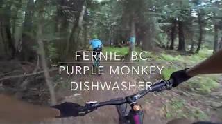 Purple Monkey Dishwasher - Fernie, BC |...