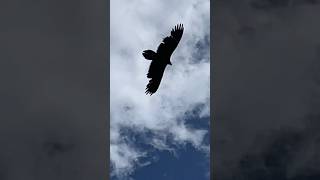 Dove osano le aquile