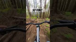 The ferns around this trail are incredible!