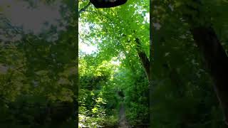Overgrown Mountain Bike Trail