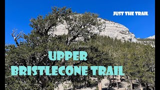 UPPER BRISTLECONE TRAIL  MT CHARLESTON SINGLE...