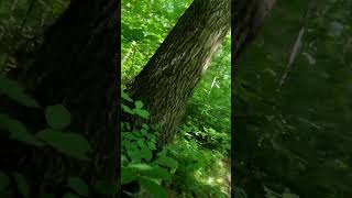 Mountain biker crashes into tree