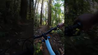 Wild Woods Whirlwind: Thrilling MTB Adventure...