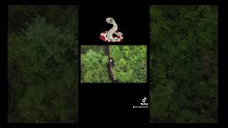 Scary snake and todder… #bikelifewithrob...