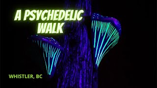 A trippy, magical nighttime walk at Vallea...