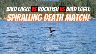Battling Bald Eagles in a spiral with talons...