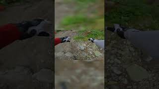 Semmering Bikepark DH Line Crash#shorts