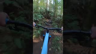 The Flying Dutchman: Daniel's Epic NO FOOTER