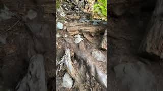 North Shore adventure #mtb #hiking