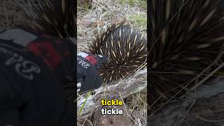 Look what I found  #aussie #outback #echidna