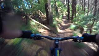 Edge Trail/Kohitere Forest Levin.