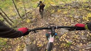Biking through a forest of gold