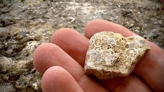 Fossil Ledges | Our First Trip to Drummond...